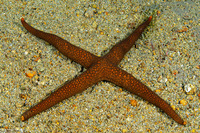 Nardoa galatheae (Brown Mesh Sea Star)