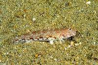 Istigobius ornatus (Ornate Sandgoby)