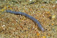 Synaptula sp.1 (Sponge Sea Cucumber)