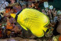 Chaetodon rafflesii (Latticed Butterflyfish)