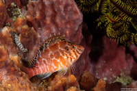 Cirrhitichthys aprinus (Threadfin Hawkfish)