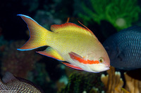 Pseudanthias huchtii (Threadfin Anthias)
