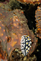 Plectorhinchus chaetodonoides (Many-Spotted Sweetlips)