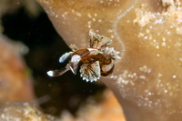 Plectorhinchus chaetodonoides (Many-Spotted Sweetlips)