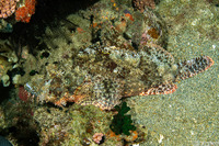 Scorpaenopsis oxycephala (Tasseled Scorpionfish)