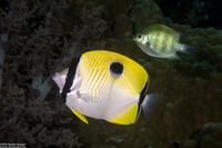 Chaetodon unimaculatus (Teardrop Butterflyfish)