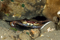 Charybdis natator (Ridged Swimming Crab)
