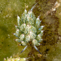 Costasiella kuroshimae (Kuro Sapsucking Slug)