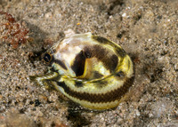 Stalix histrio (Harlequin Jawfish)
