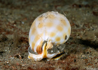Phalium bandatum (Banded Bonnet)