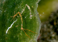 Caprella sp.1 (Skeleton Shrimp)