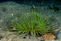 Cerianthus sp.3 (Cerianthus sp.3)