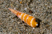 Myurellopsis paucistriata (Lightly-Striated Auger)