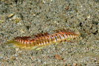 Chloeia amphora (Amphora Fireworm)