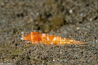 Myurellopsis columellaris (Column Auger)
