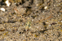 Galathea sp.2 (Galathea sp.2)