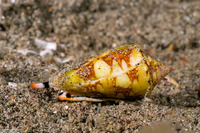 Conus ammiralis (Admiral Cone)