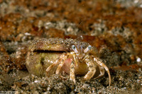 Dardanus woodmasoni (Woodmason's Hermit Crab)