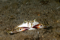 Portunus pelagicus (Blue Swimming Crab)