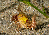 Sicyonia lancifer (Knight Rock Shrimp)