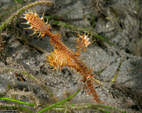 Solenostomus paradoxus (Ornate Ghost Pipefish)