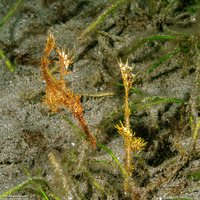 Solenostomus paradoxus (Ornate Ghost Pipefish)