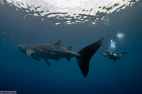 Rhincodon typus (Whale Shark)