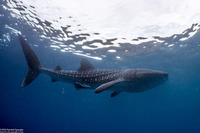 Rhincodon typus (Whale Shark)
