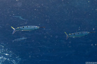 Hemiramphus far (Blackbarred Halfbeak)