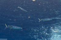 Hemiramphus far (Blackbarred Halfbeak)