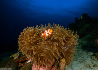 Heteractis magnifica (Magnificent Sea Anemone)