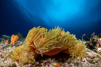 Heteractis magnifica (Magnificent Sea Anemone)