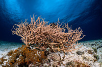 Haliclona koremella (Haliclona Koremella)