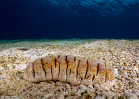 Holothuria fuscopunctata (Elephant Trunkfish)