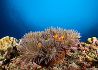 Heteractis magnifica (Magnificent Sea Anemone)