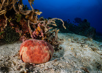 Culcita novaeguineae (Cushion Star)
