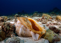 Cassis cornuta (Horned Helmet)