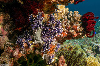 Distichopora irregularis (Distichopora Irregularis)