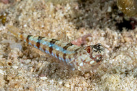 Synodus dermatogenys (Clearfin Lizardfish)