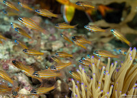 Ostorhinchus cyanosoma (Yellowstriped Cardinalfish)