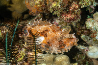 Cyclichthys orbicularis (Orbicular Burrfish)