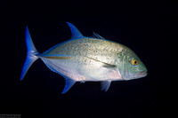 Caranx melampygus (Bluefin Trevally)
