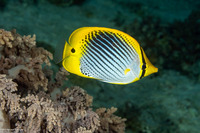 Chaetodon ocellicaudus (Spot-Tail Butterflyfish)