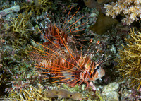 Pterois antennata (Spotfin Lionfish)