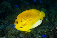 Apolemichthys trimaculatus (Three-Spot Angelfish)