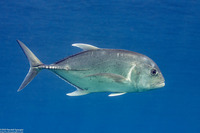 Caranx ignobilis (Giant Trevally)