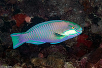 Chlorurus bleekeri (Bleeker's Parrotfish)