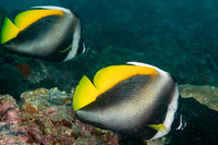 Heniochus singularius (Singular Bannerfish)