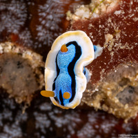 Chromodoris annae (Anna's Chromodoris)