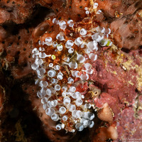 Clavelina sp.2 (Clavelina sp.2)